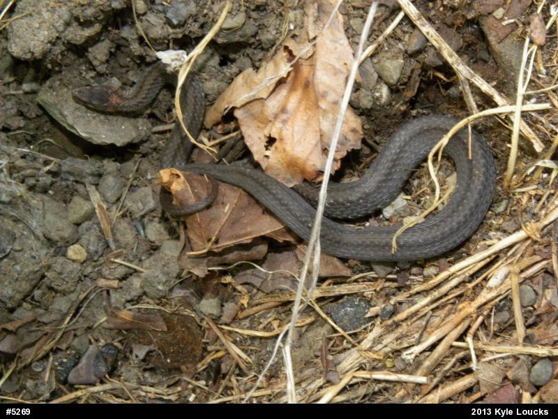 Red-bellied Snake