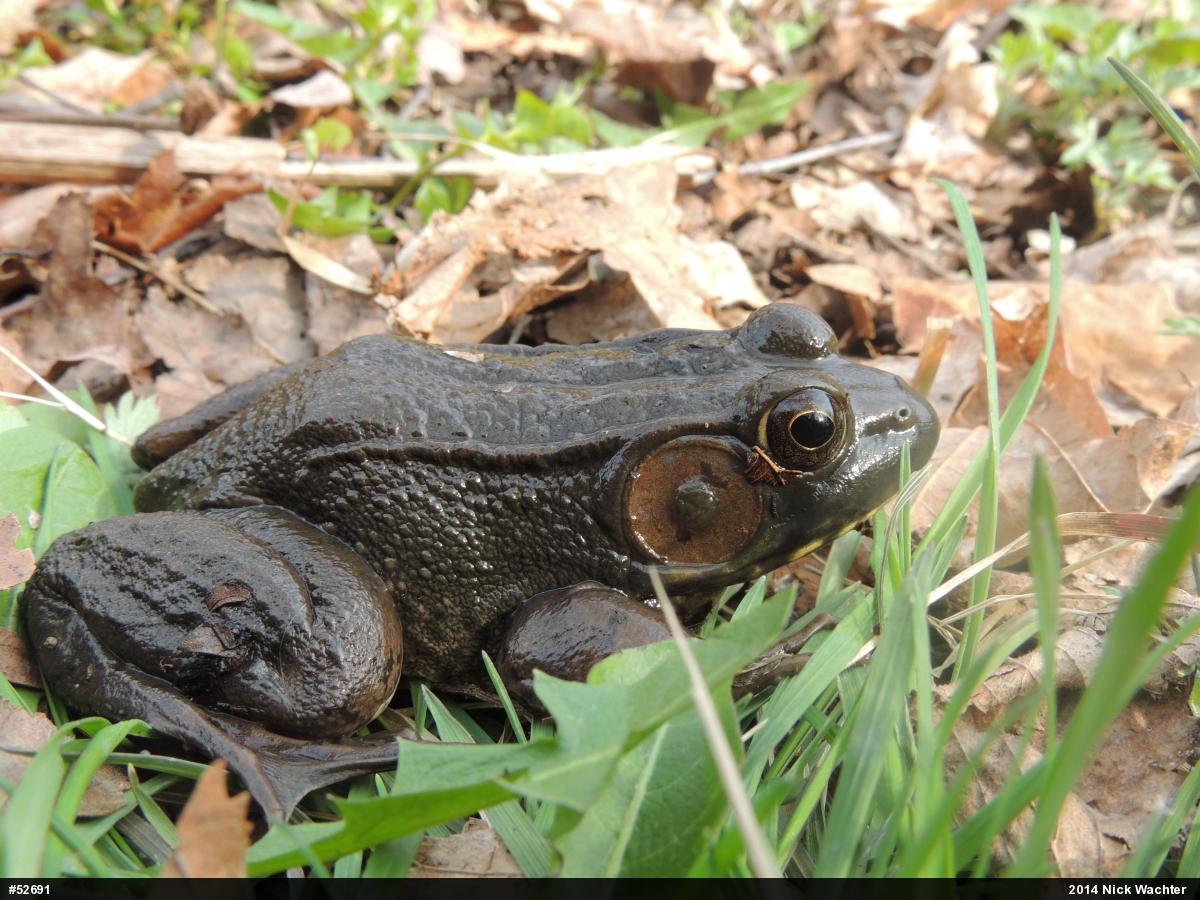 Green Frog