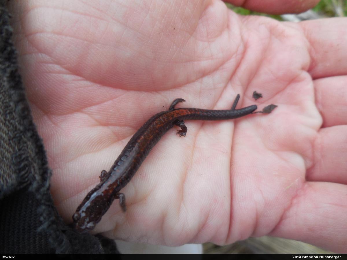Eastern Red-backed  Salamander