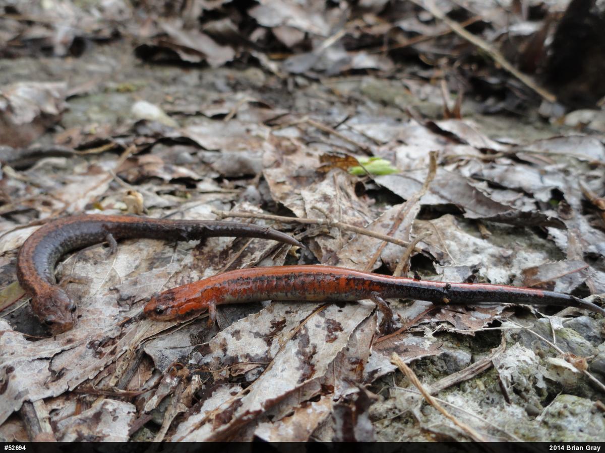 Eastern Red-backed  Salamander
