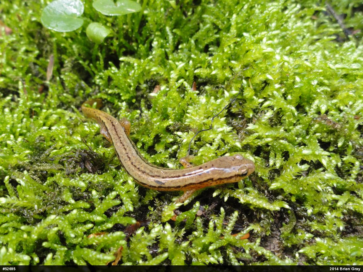 Northern Two-lined Salamander