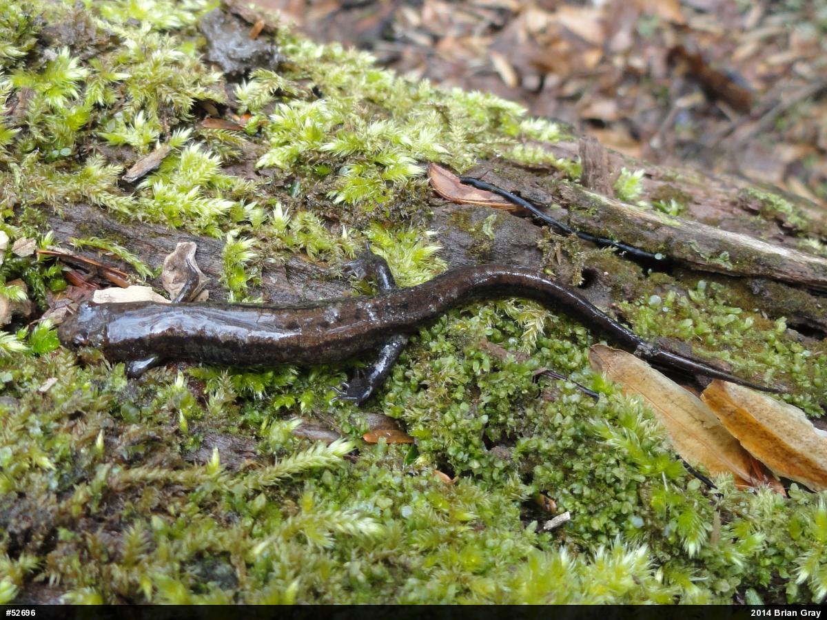 Allegheny Mountain Dusky Salamander