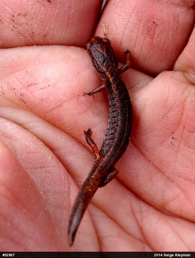 Four-toed Salamander