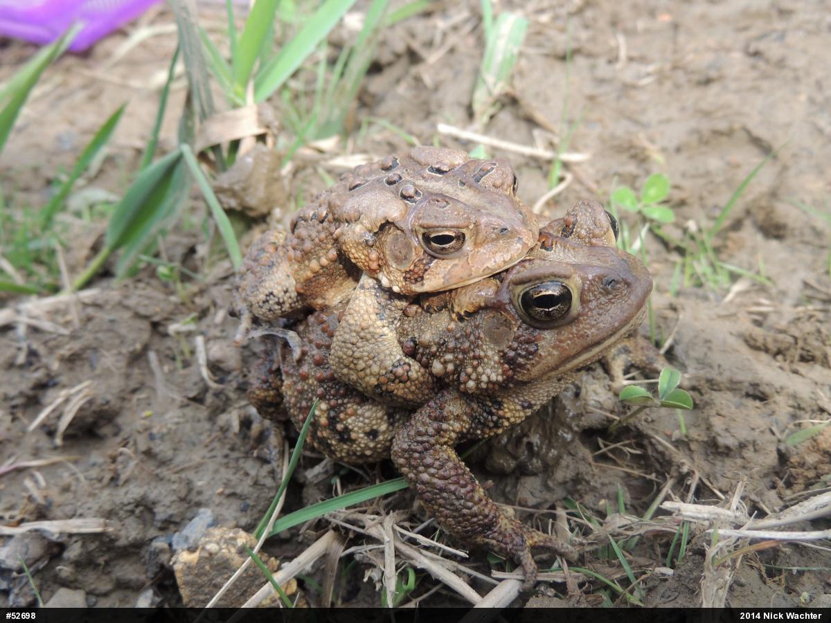 Eastern American Toad