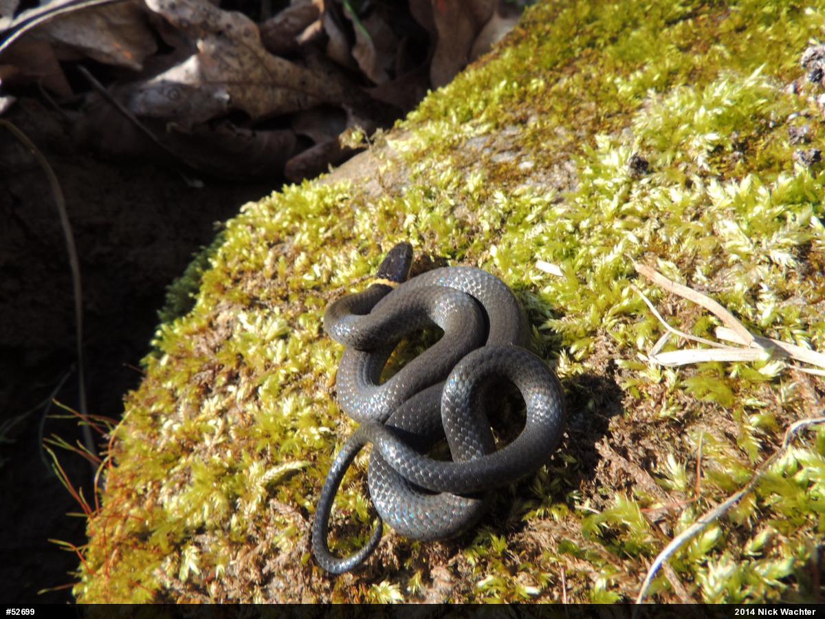 Northern Ring-necked Snake