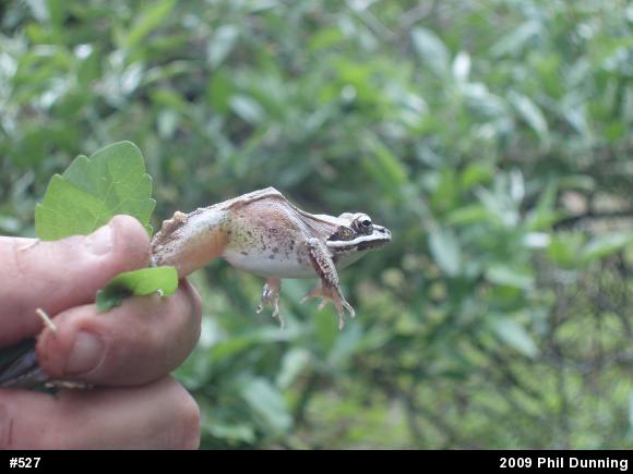 Wood Frog