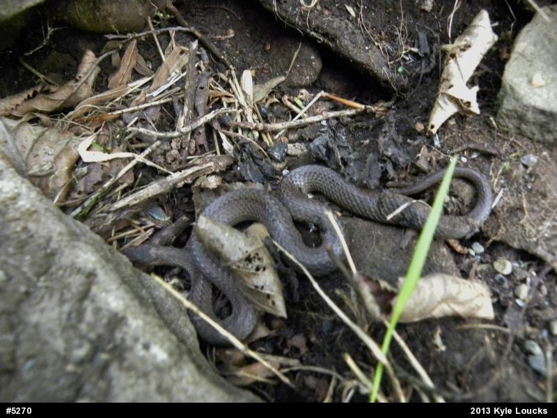 Red-bellied Snake