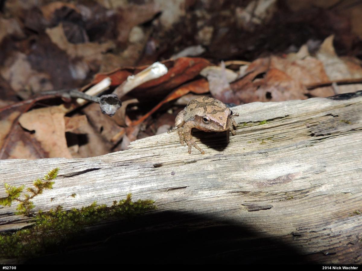 Spring Peeper
