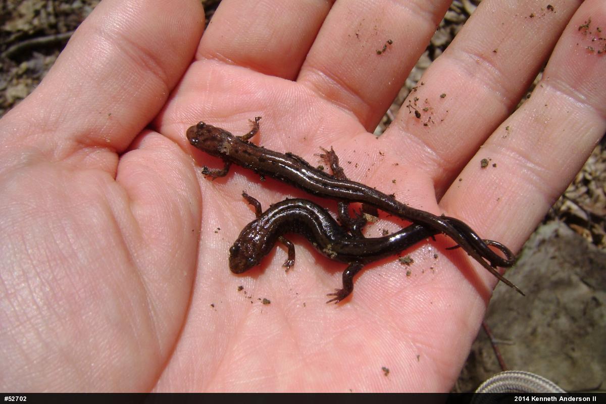 Allegheny Mountain Dusky Salamander