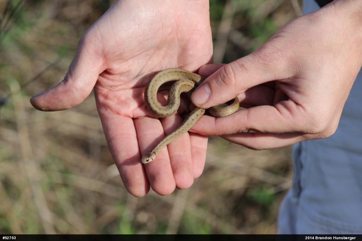 Dekay's Brownsnake