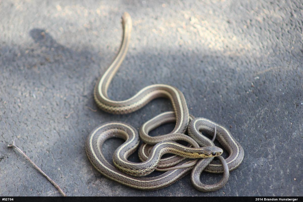 Shorthead Gartersnake