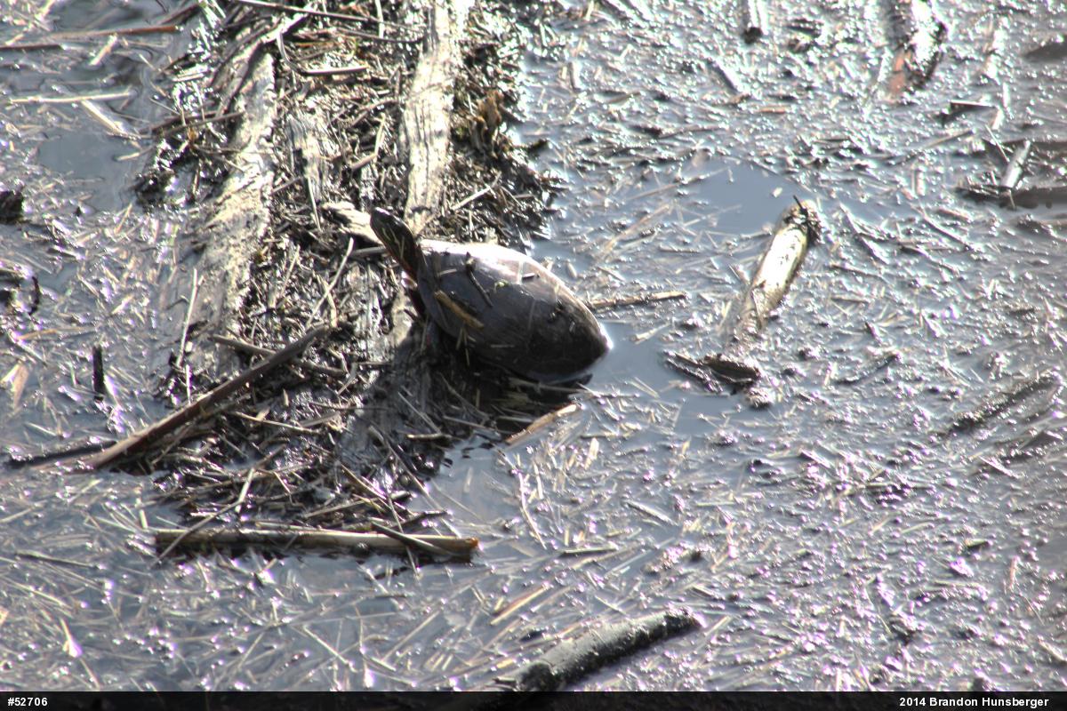 Midland Painted Turtle