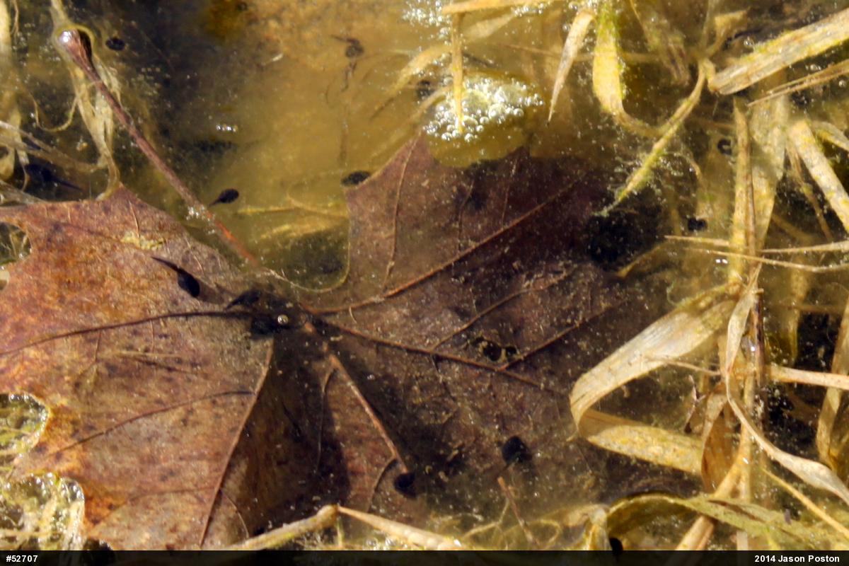 Eastern American Toad