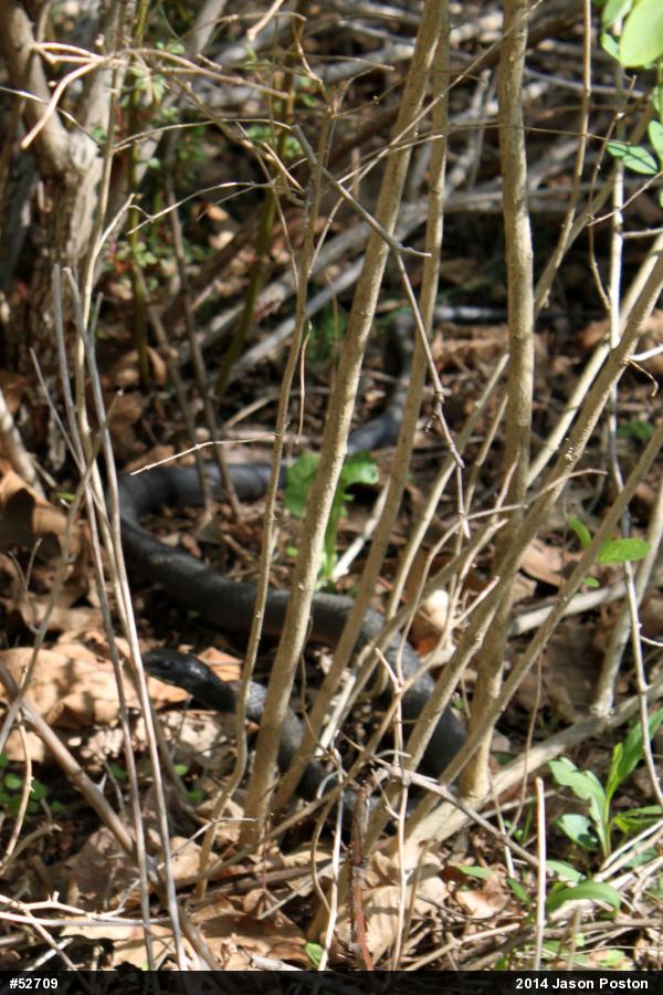Northern Black Racer