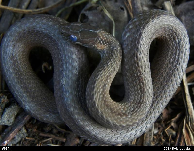 Red-bellied Snake