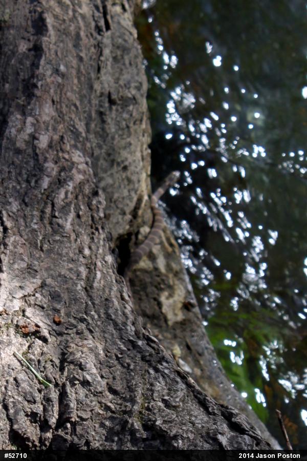 Northern Watersnake