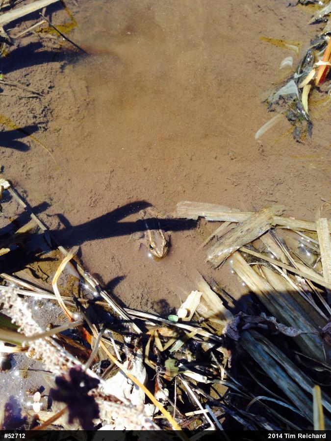 Pickerel Frog