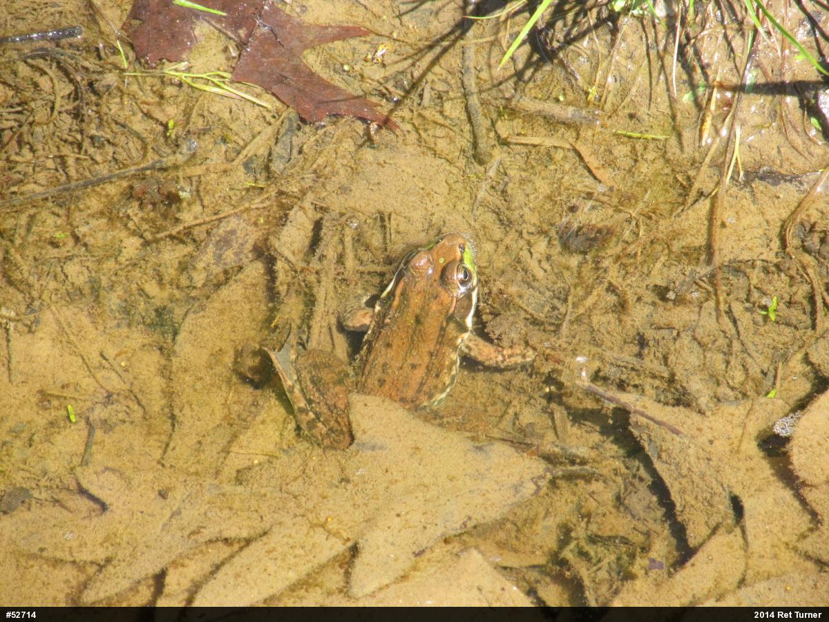 Green Frog