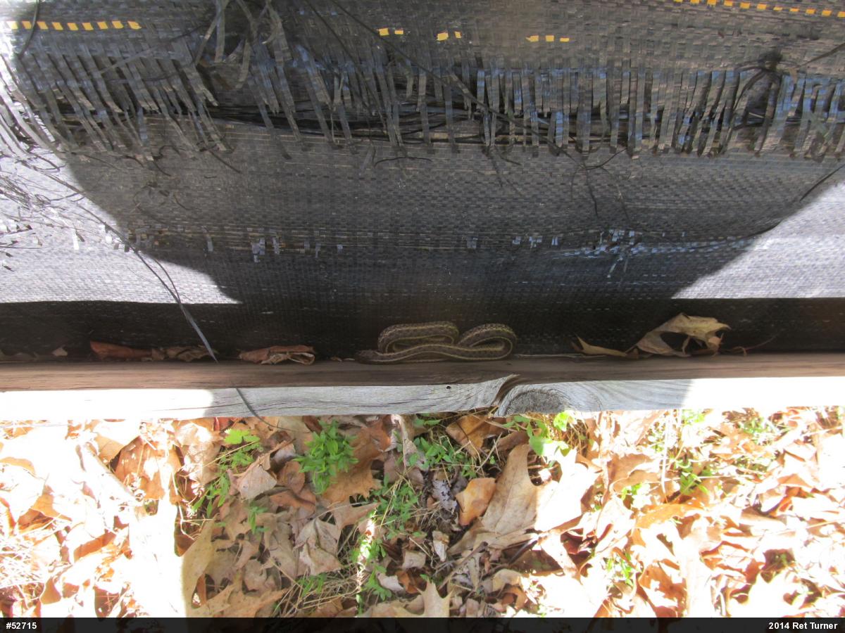 Eastern Gartersnake