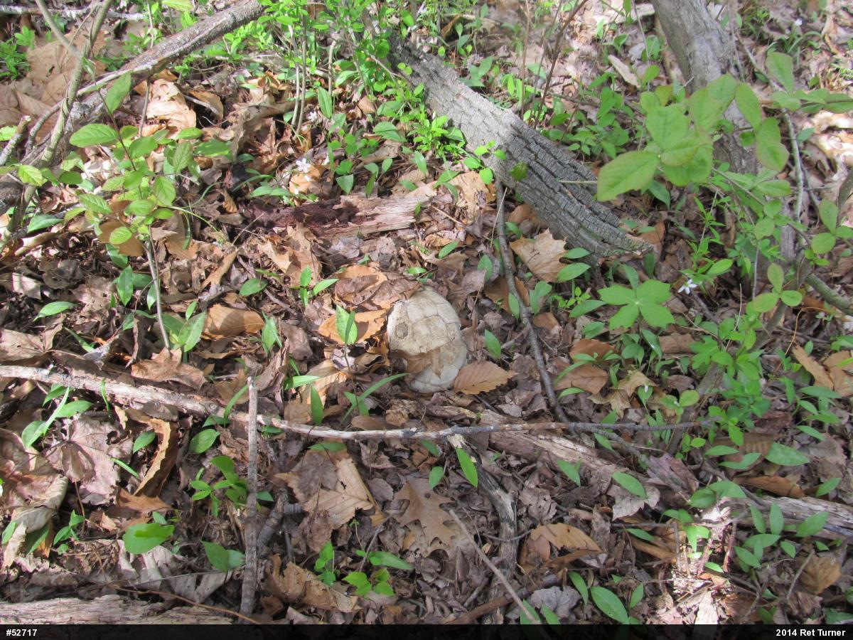 Eastern Box Turtle