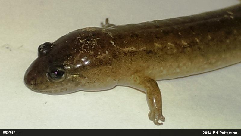 Northern Dusky Salamander