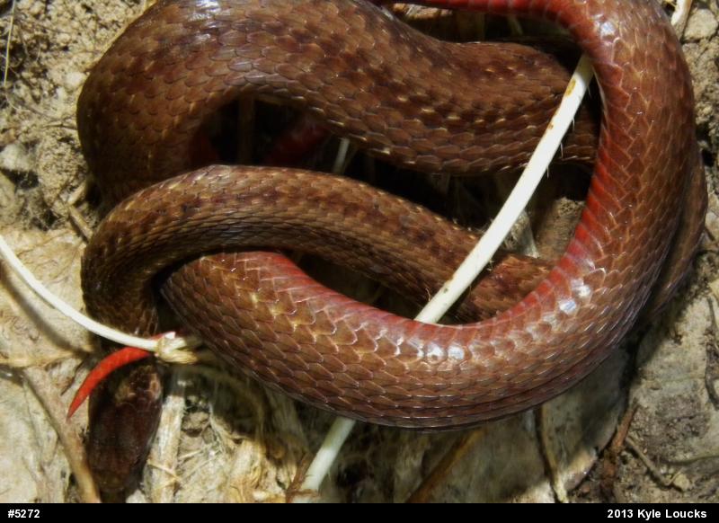 Red-bellied Snake