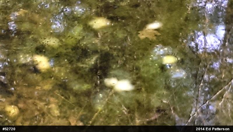 Spotted Salamander
