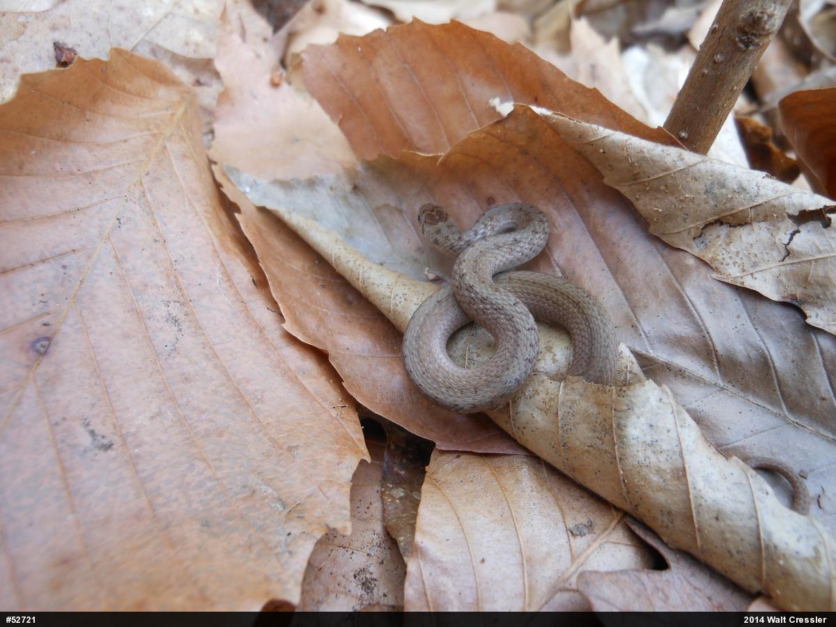 Dekay's Brownsnake