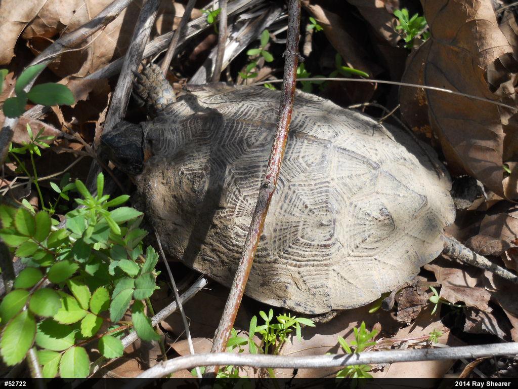 Wood Turtle