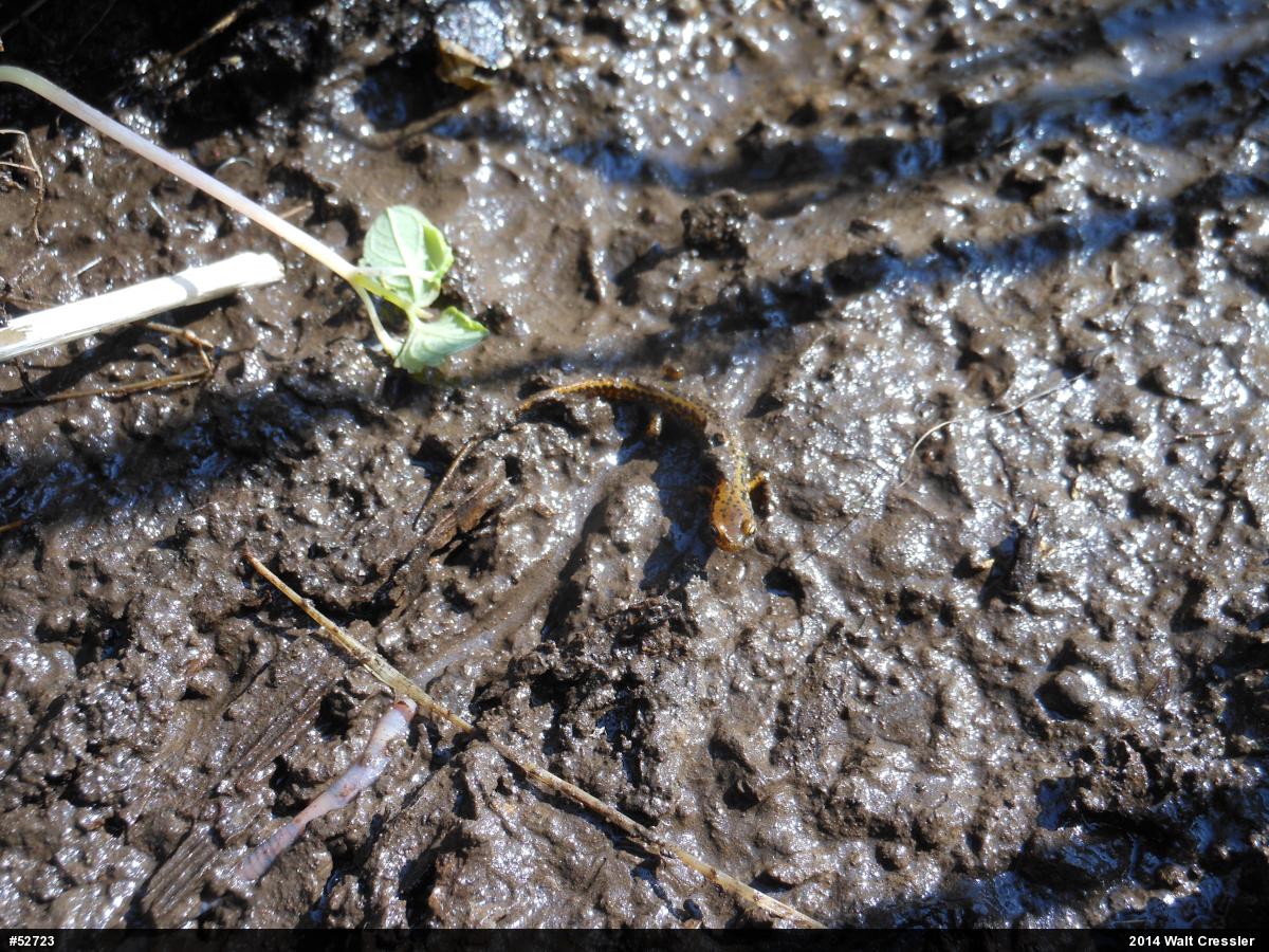 Eastern Long-tailed Salamander
