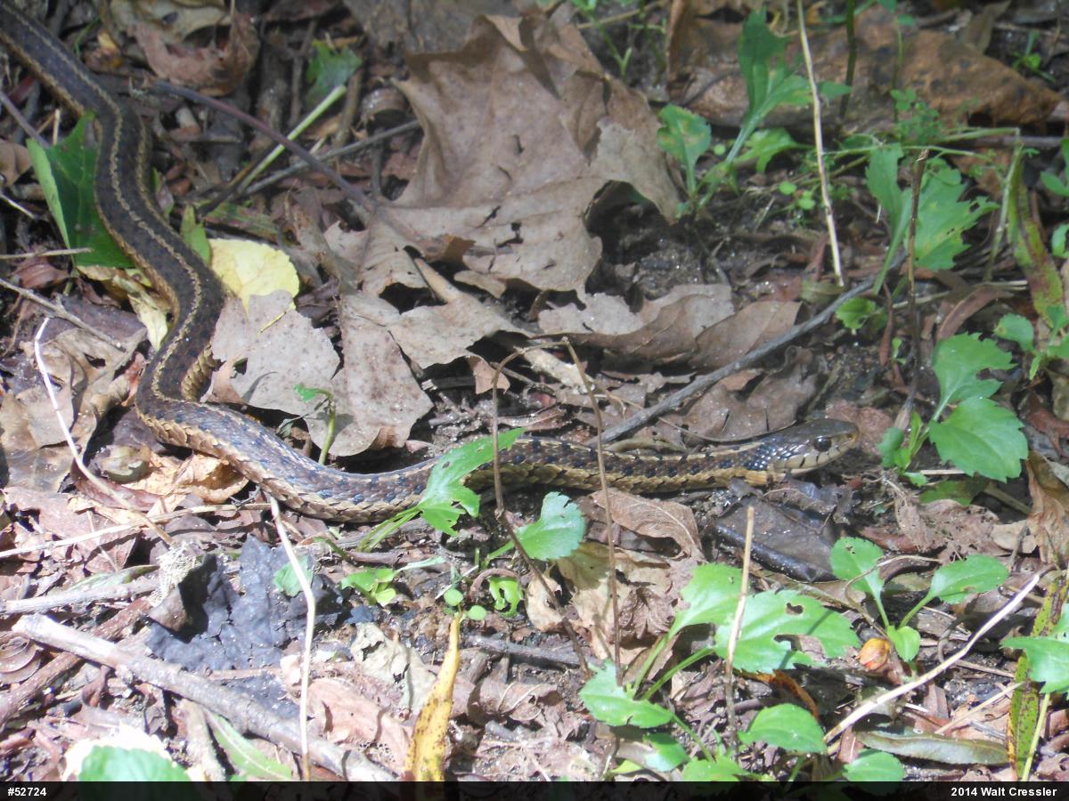 Eastern Gartersnake