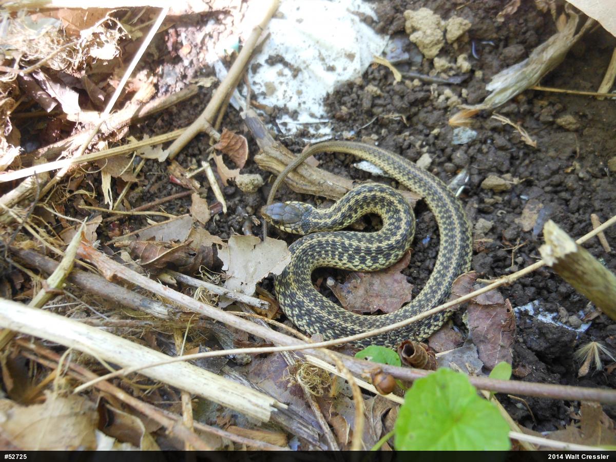 Eastern Gartersnake