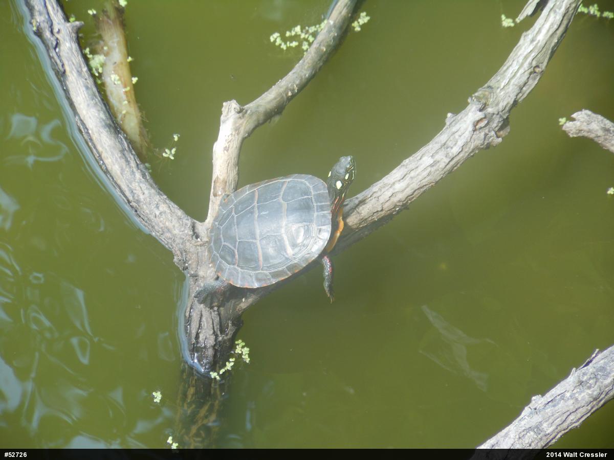 Eastern Painted Turtle