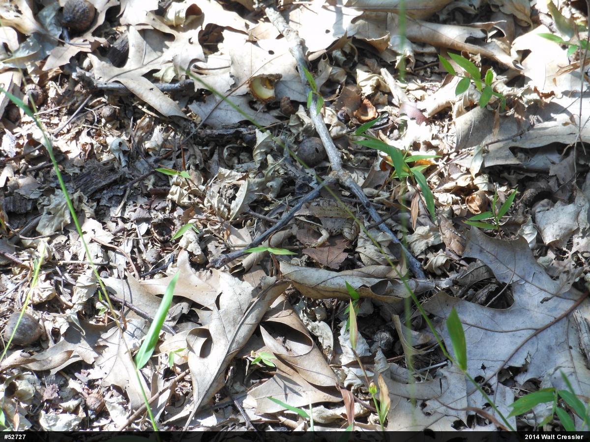 Wood Frog