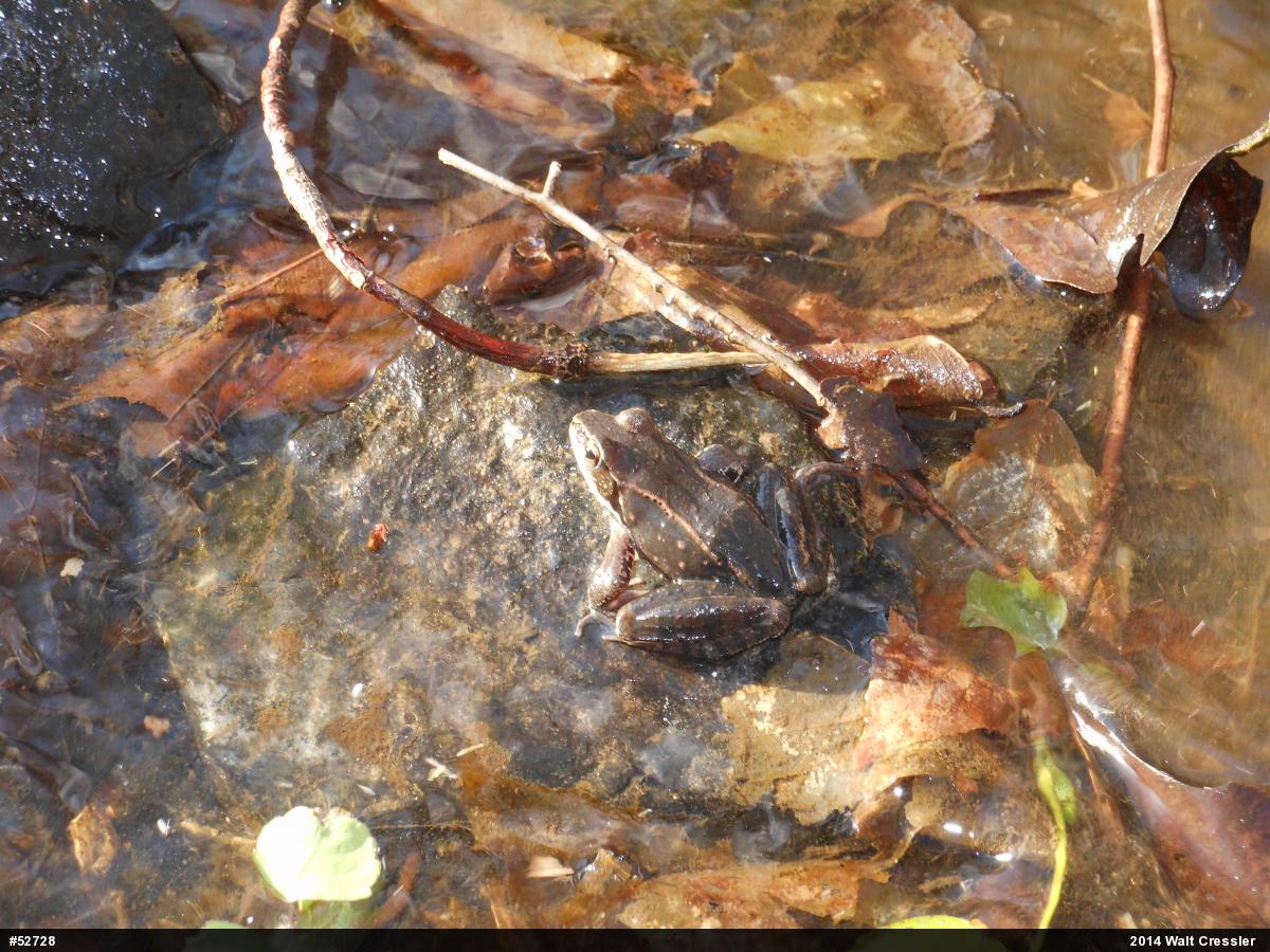 Wood Frog