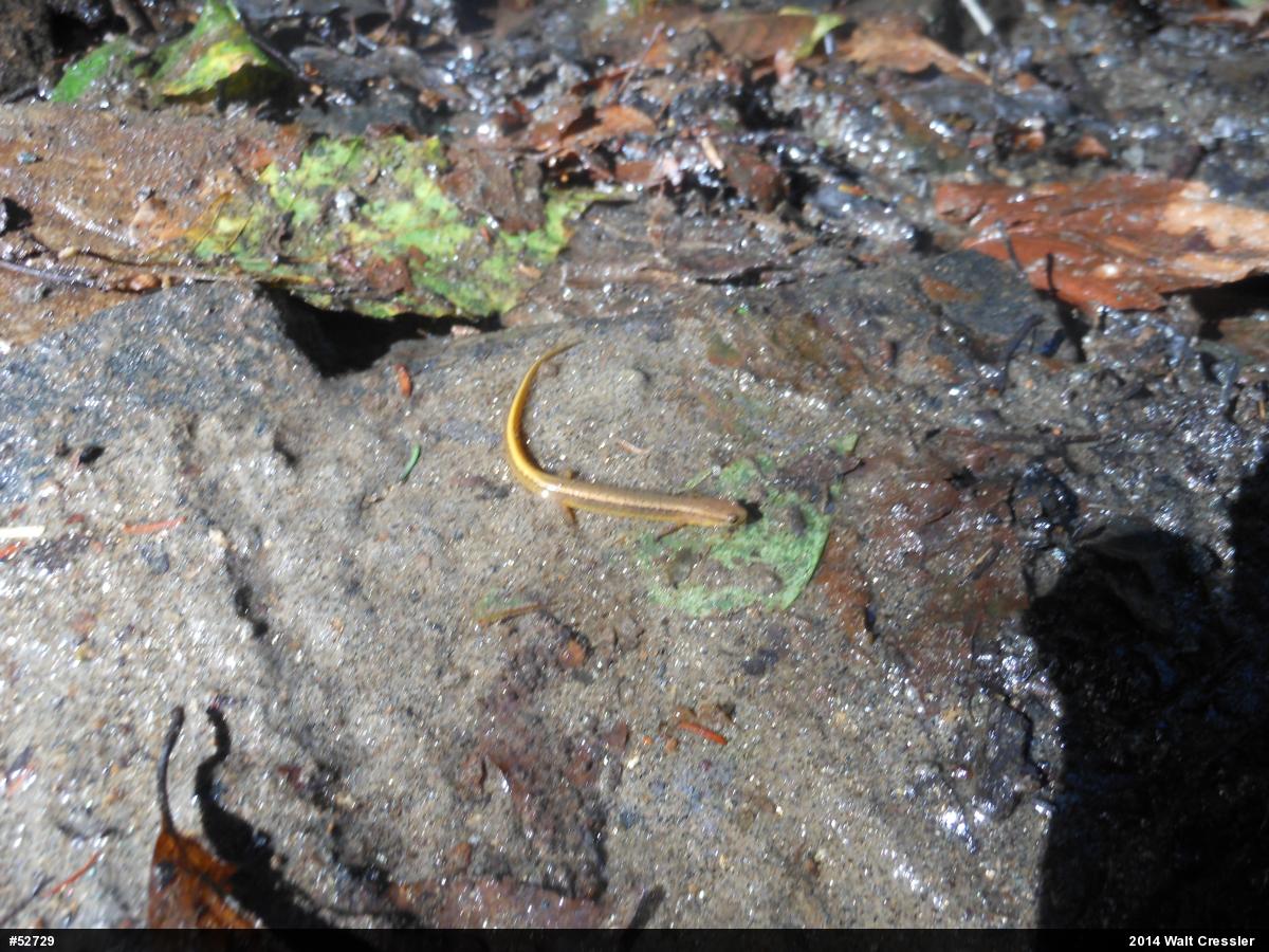 Northern Two-lined Salamander