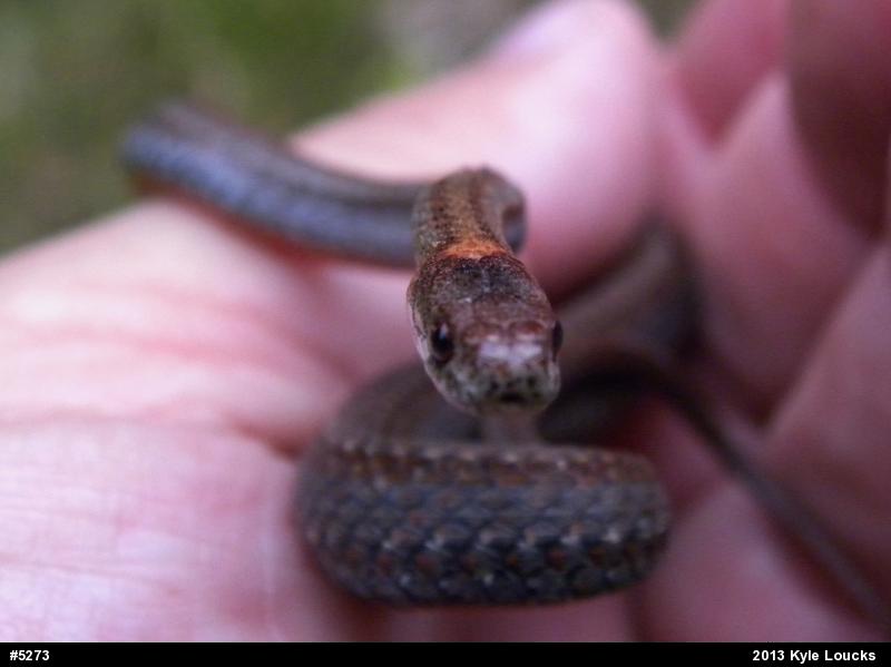 Red-bellied Snake