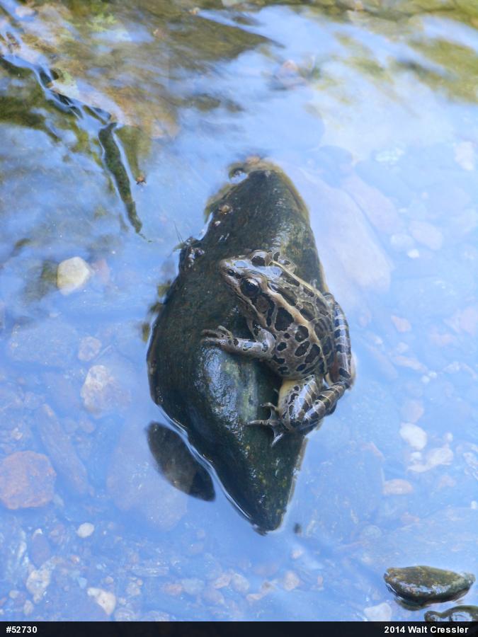 Pickerel Frog