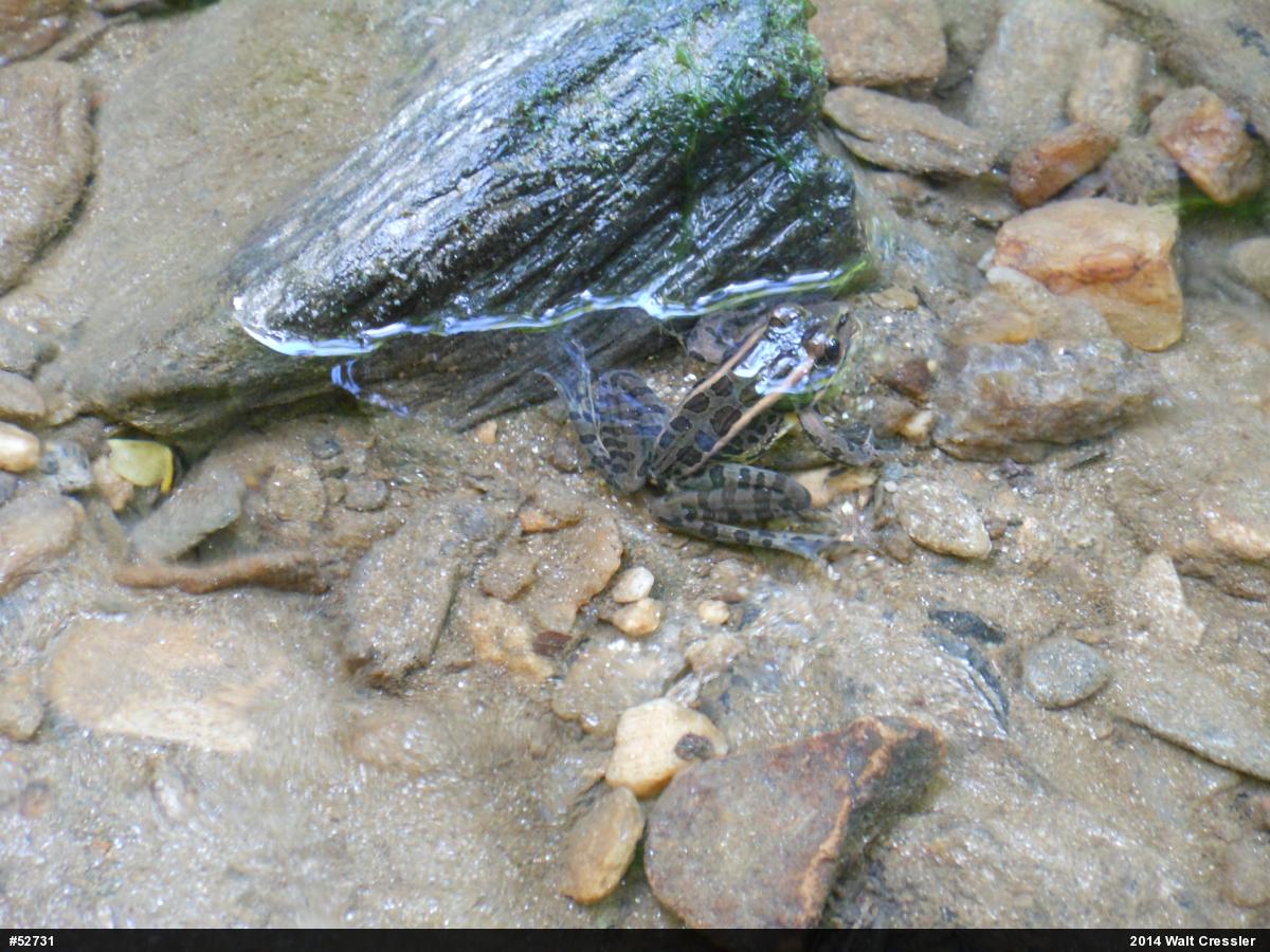 Pickerel Frog