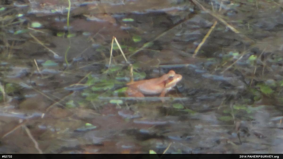 Wood Frog