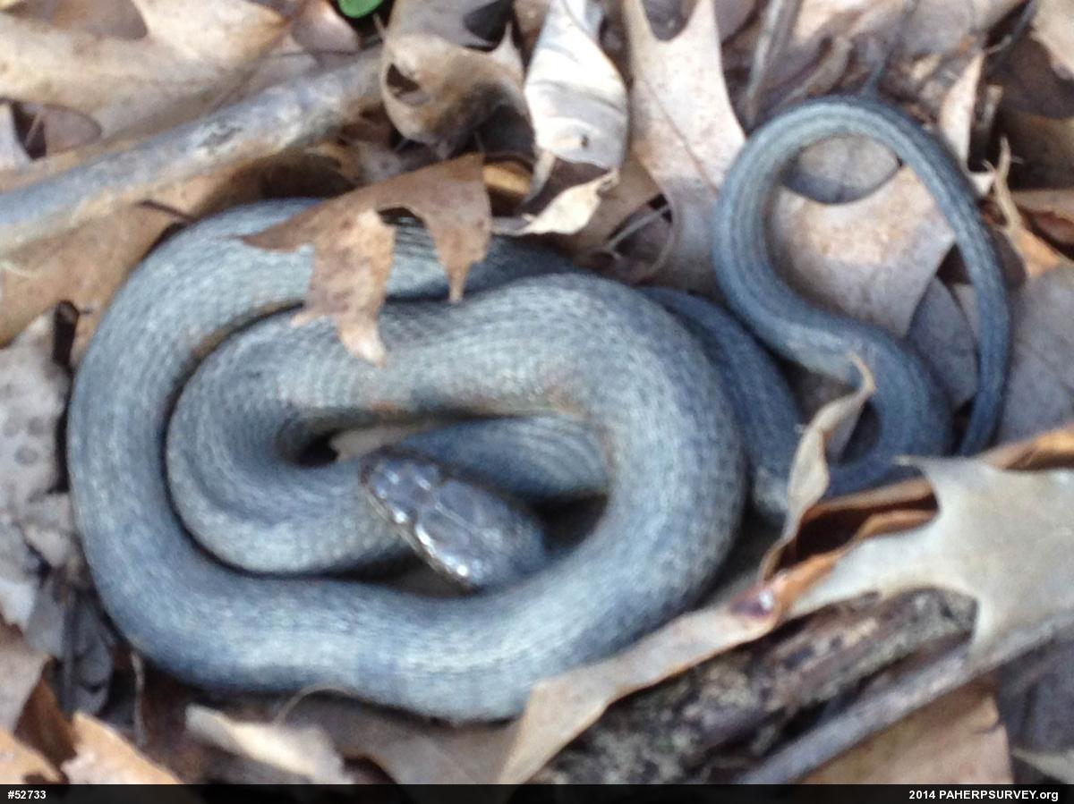 Northern Watersnake