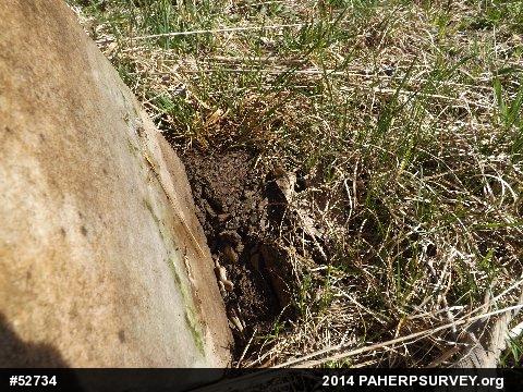 Dekay's Brownsnake
