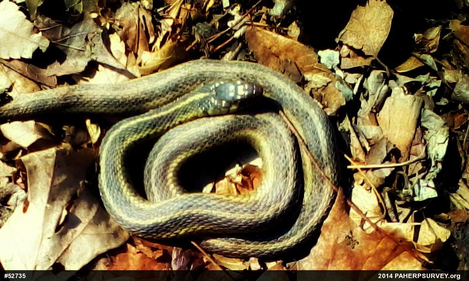Eastern Gartersnake