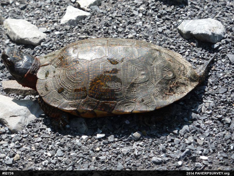 Wood Turtle