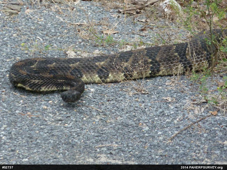 Timber Rattlesnake