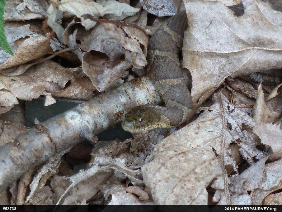 Northern Watersnake