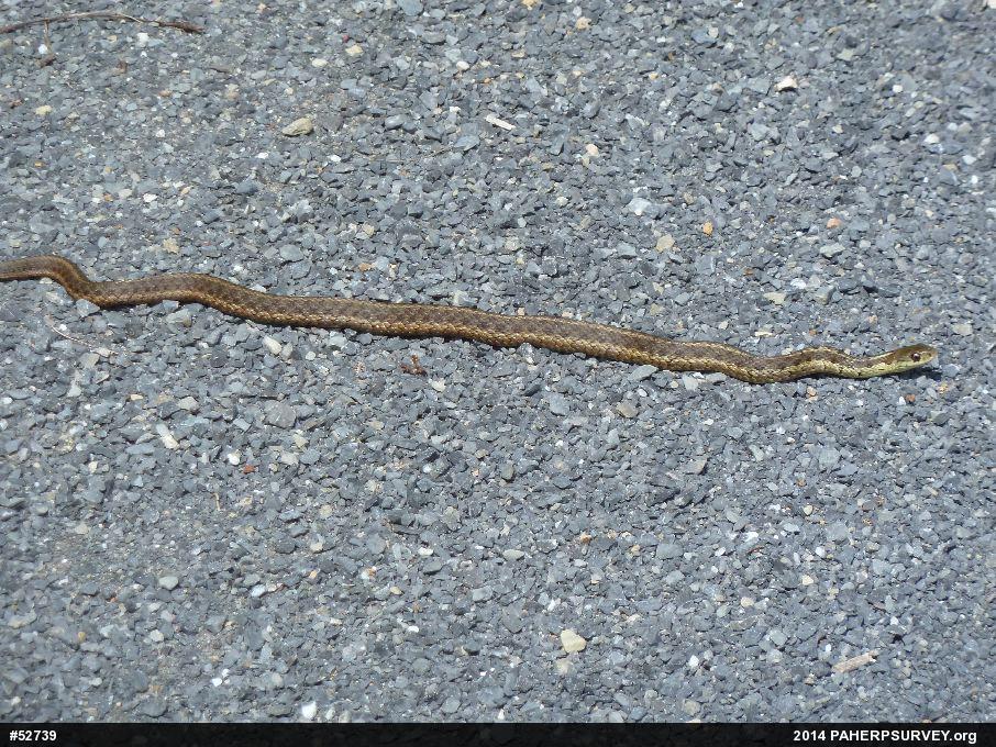 Eastern Gartersnake
