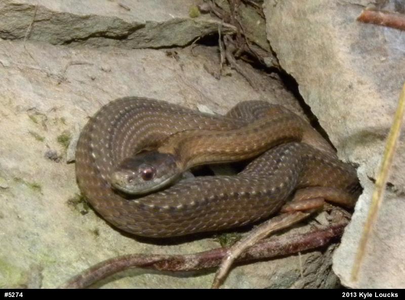 Red-bellied Snake