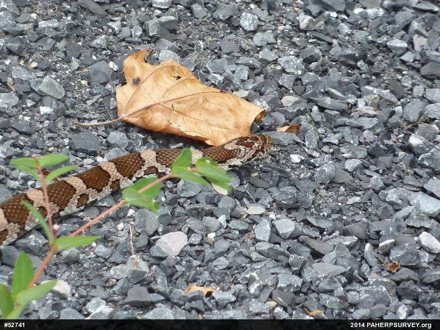 Eastern Milksnake