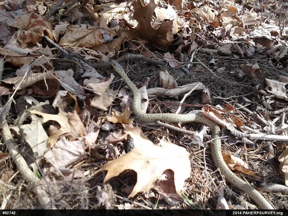 Eastern Gartersnake